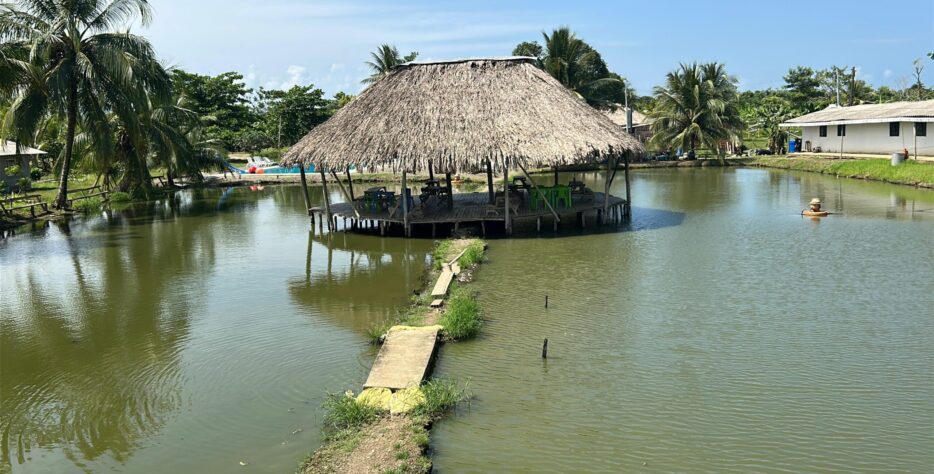 Disfruta una experiencia diferente y divertida en nuestros estanques piscícolas, ideales para compartir en familia, con amigos o simplemente relajarte mientras pescas tu propio pescado en un ambiente natural y tranquilo.